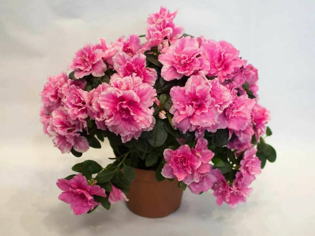 💐