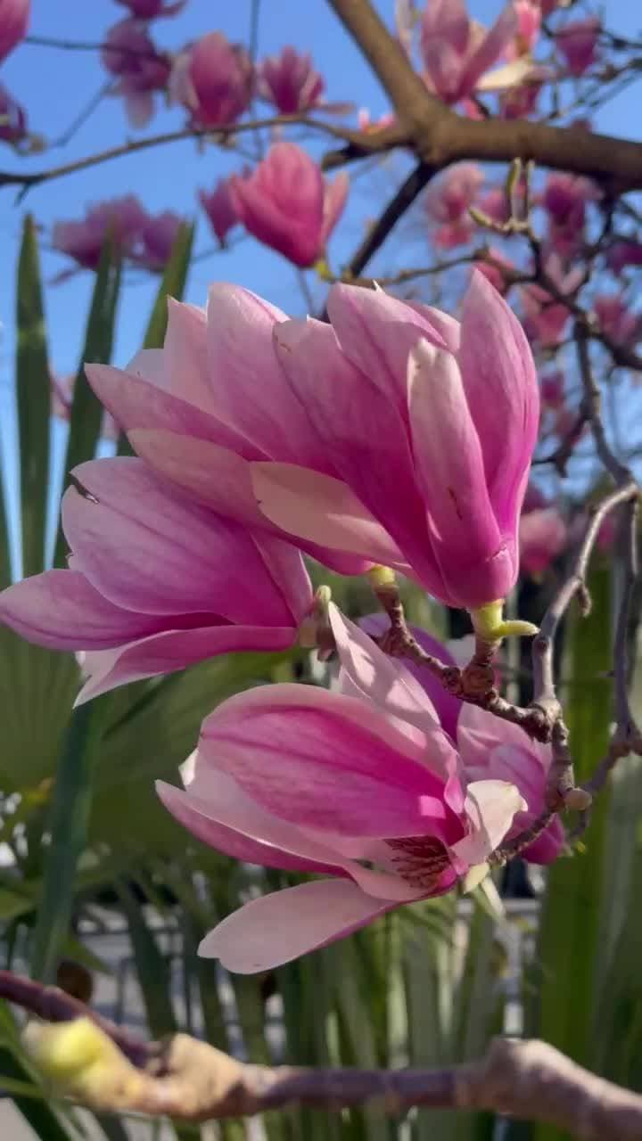 🌸