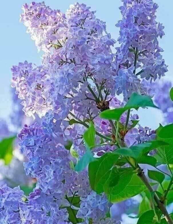 💐