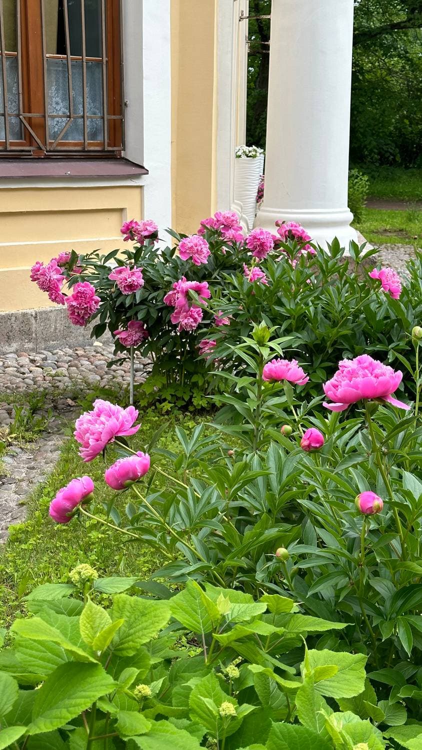Пионы мои любимые😍