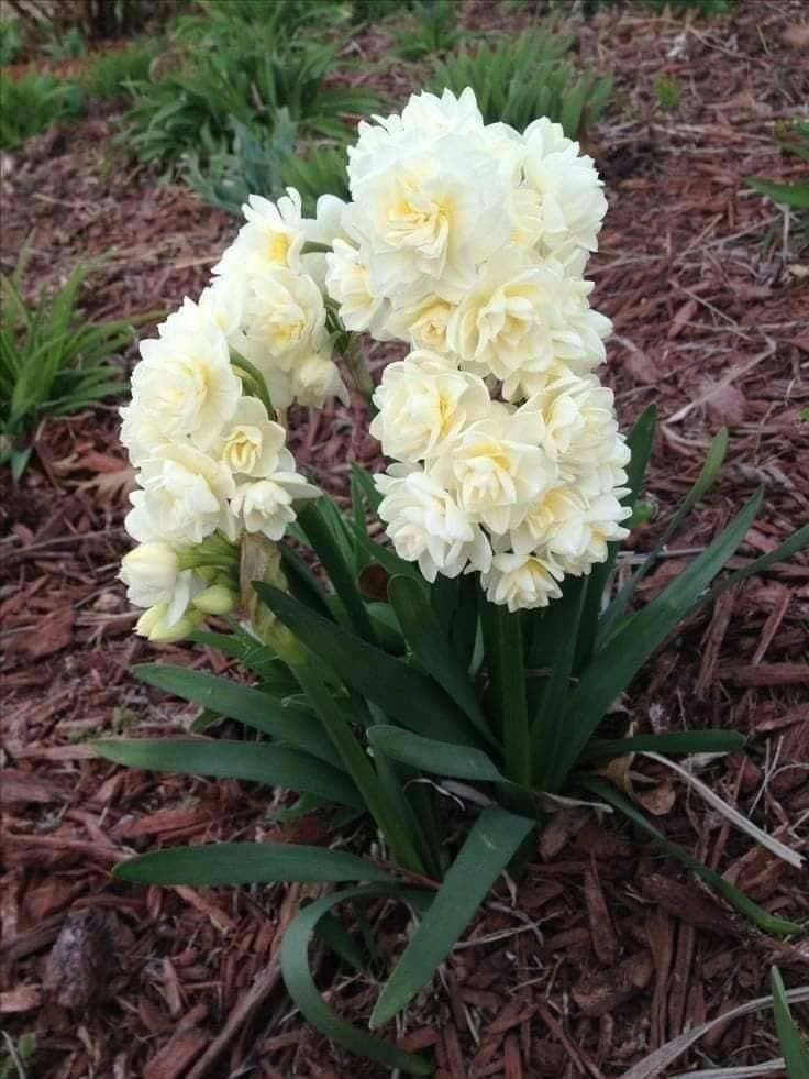 💐