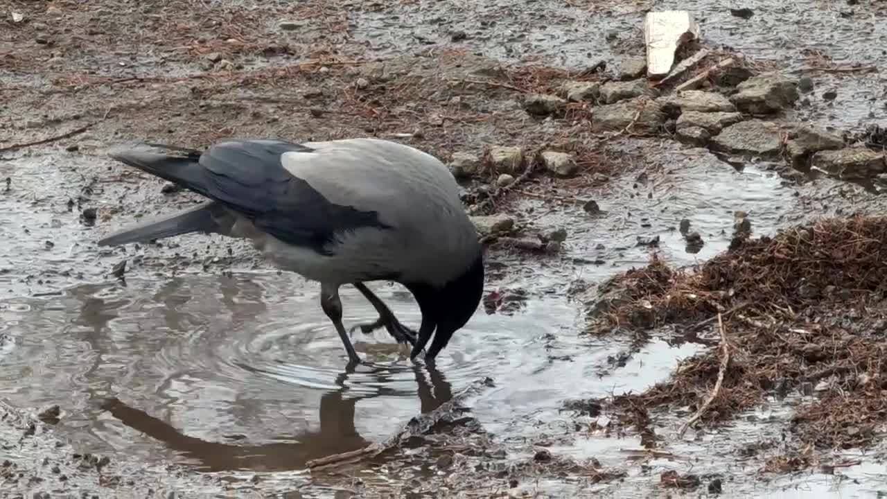 я ничего не видела 🙈😅
#весна #март #птичка 🐦‍⬛