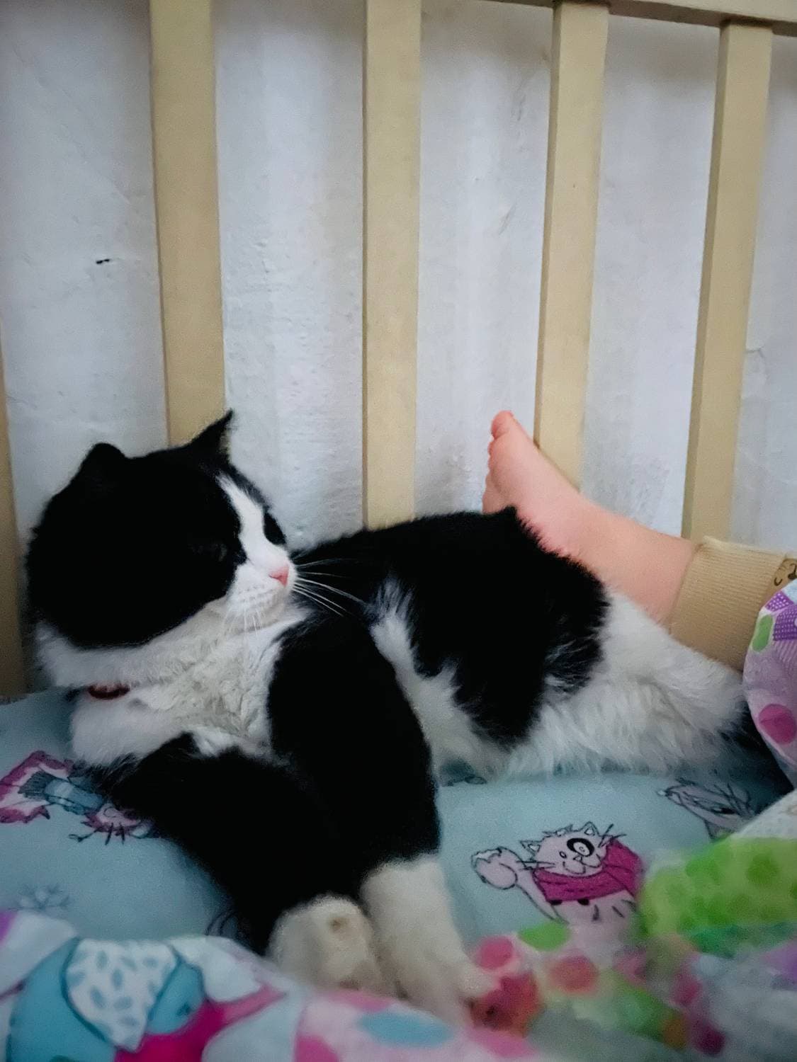 Хоба 😁 только Алисе так можно делать, кошка все терпит от неё 😻
Всем доброй ночи ☺️

#семья #спокойнойночи #кошка