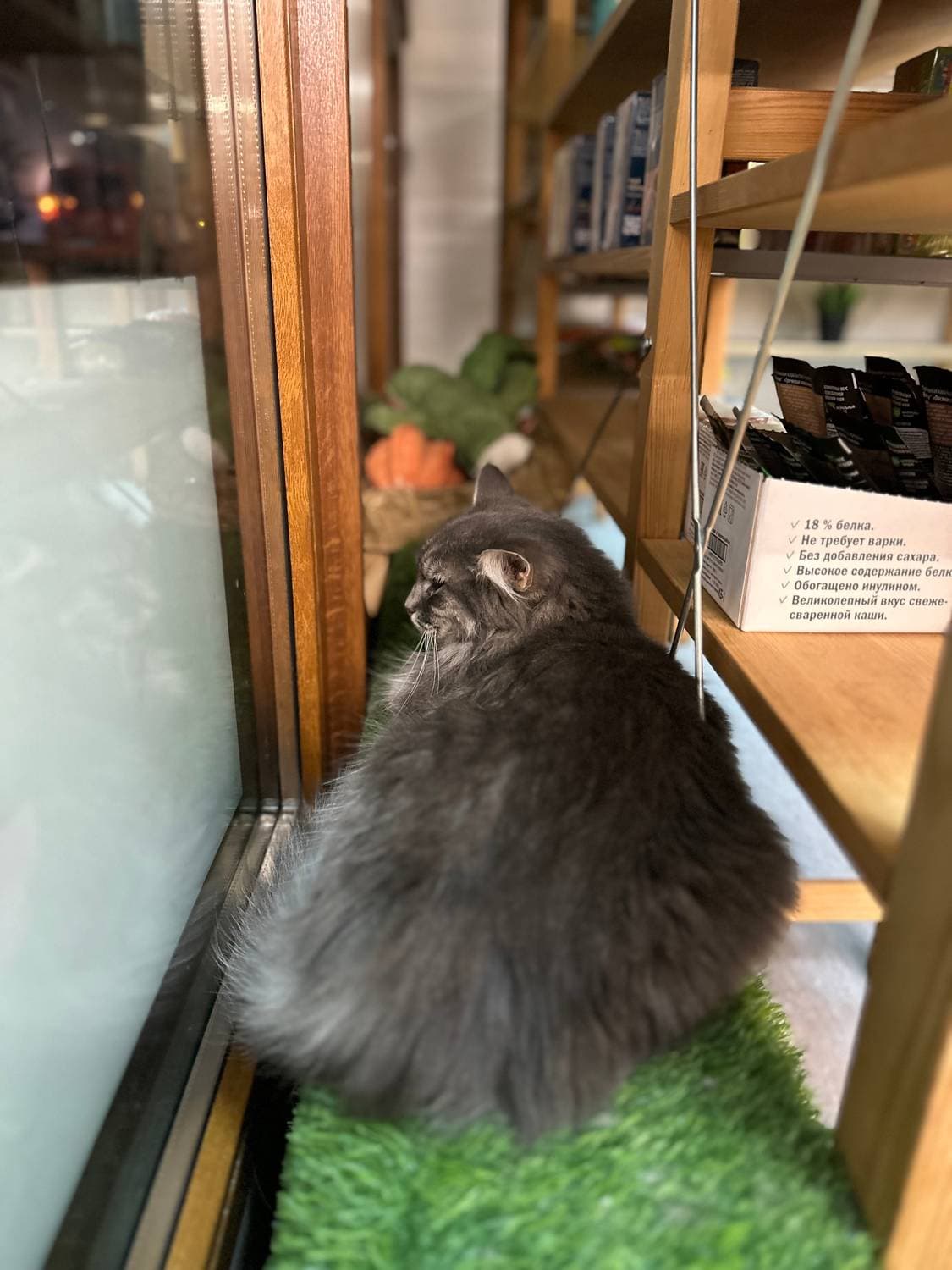 А еще тут при одном магазинчике живет такая киса 😻 пушистая . Уже не первый год . 
Как я её не звала чтобы запечатлеть ее величество так и не соизвилили повернуться😅