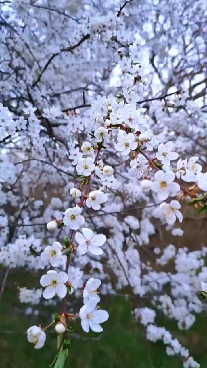 весна 💐
