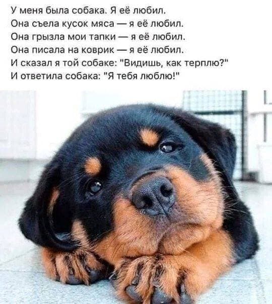 Это про меня 🐕🦮🐕‍🦺