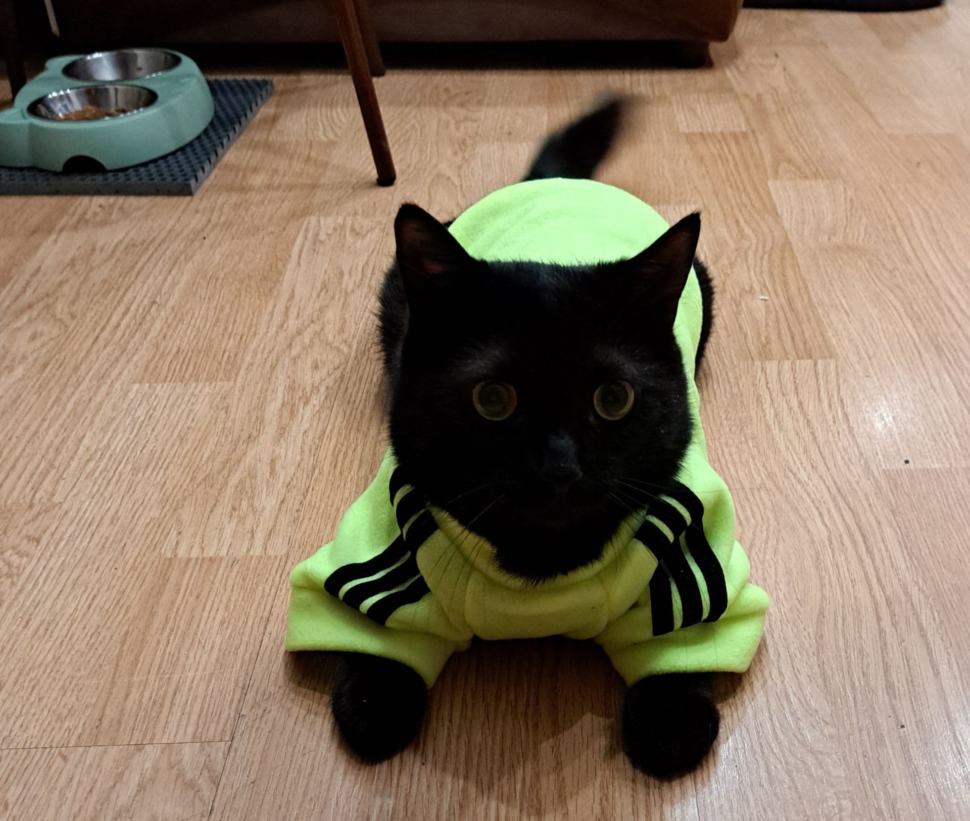 Купили толстовочку, чтобы поехать в деревню и не замерзнуть😁🐈‍⬛