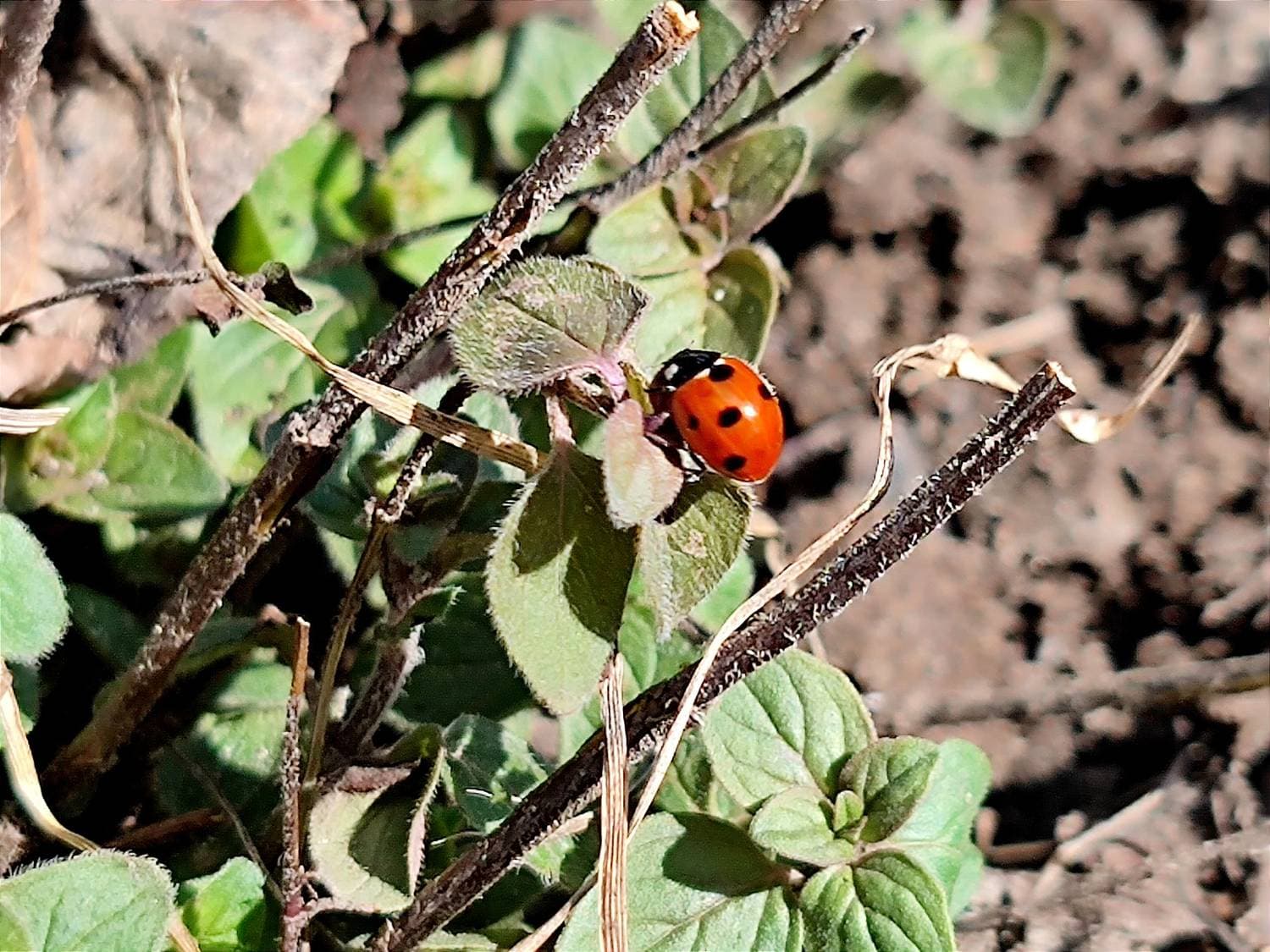 #весна 🐞 #апрель 🌱🌞