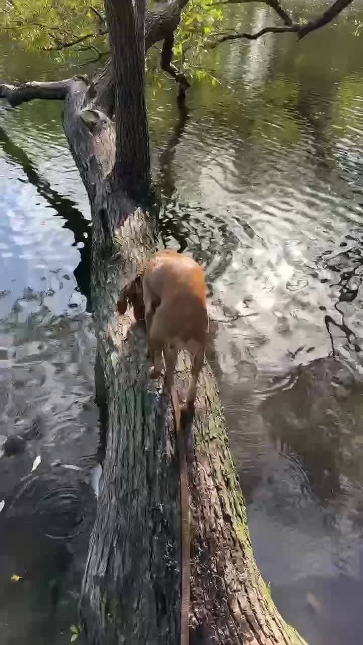 Гуляли в парке, Эми купалась😅 это не было согласовано, но она и не спрашивала с другой стороны