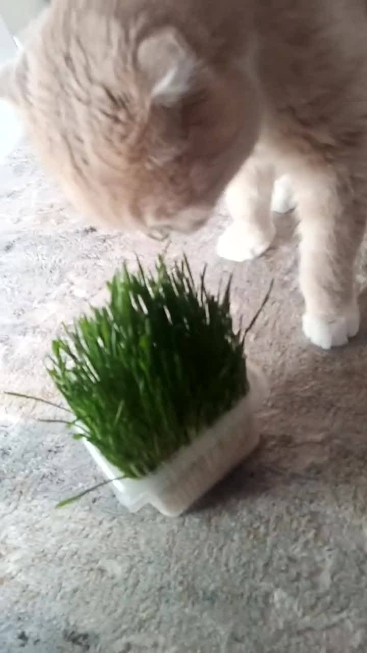 Вкусно! Витаминки весной нужны всем 😺💯.                        #видео #котики