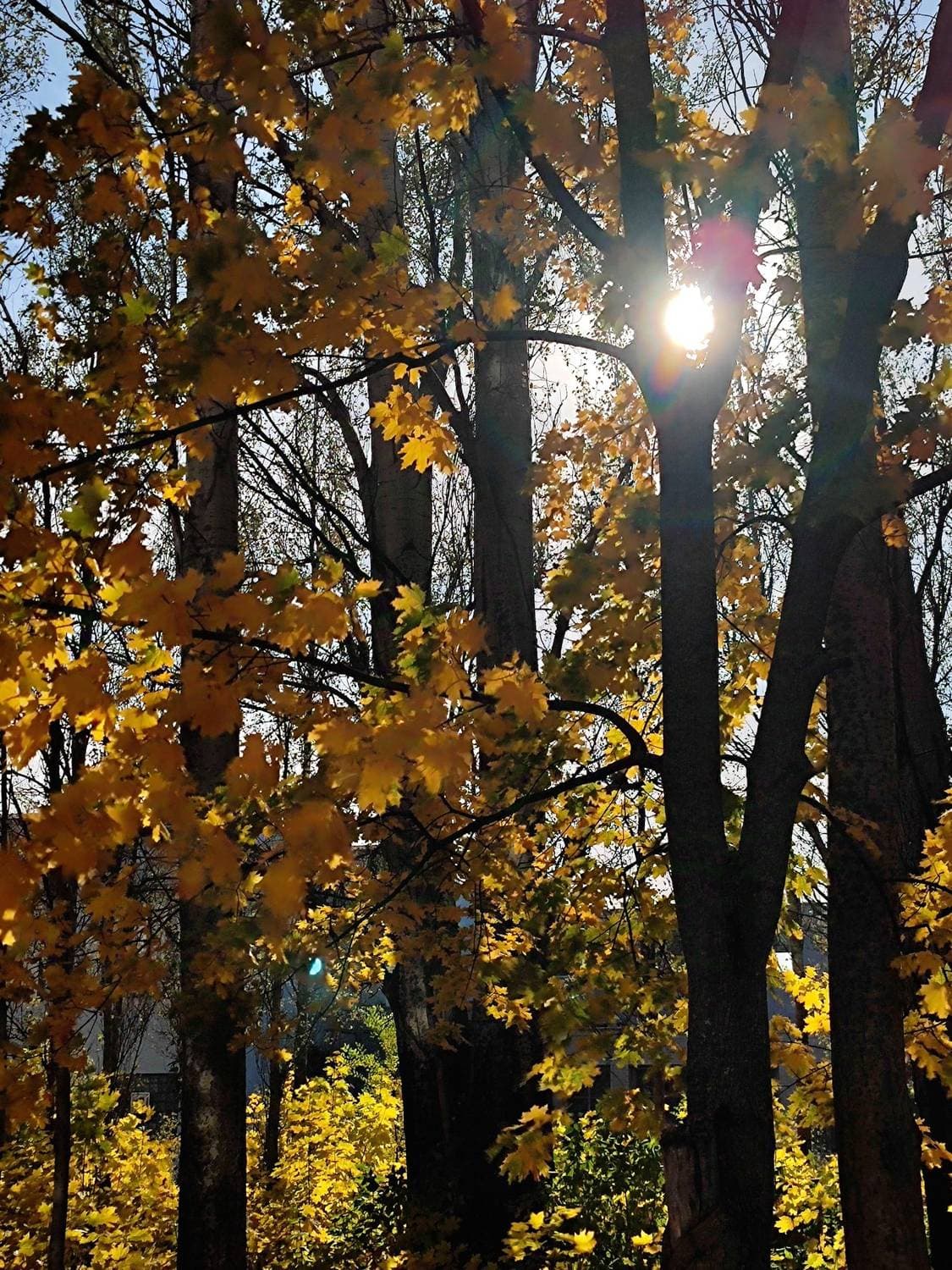 🍂☀️