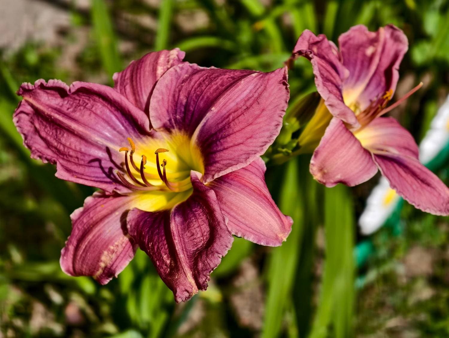 🌺