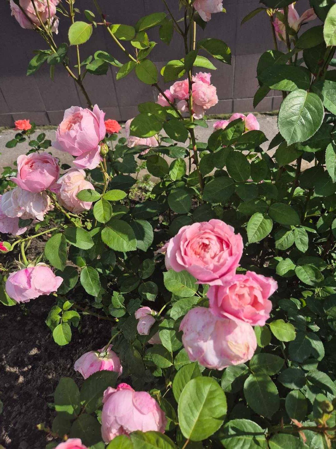 Красота в детском саду 🌸🌸🌸