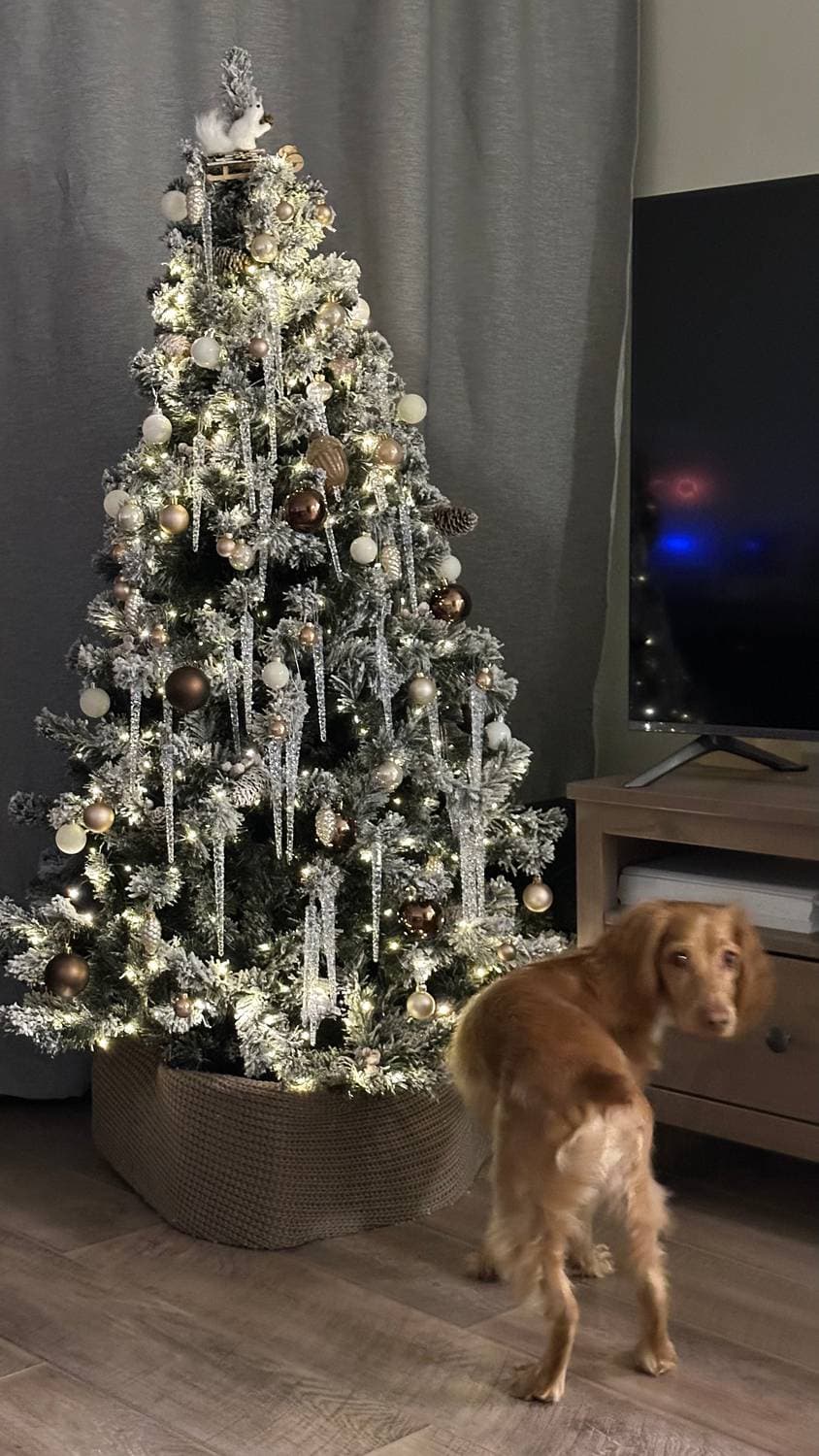 Нарядили ёлку 🎄