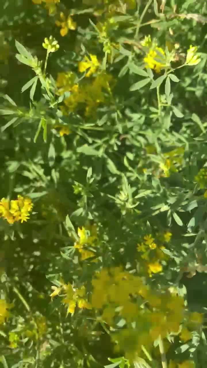 Круто когда в центре города есть такие полянки 😍😍😍 все в цветах 🌸