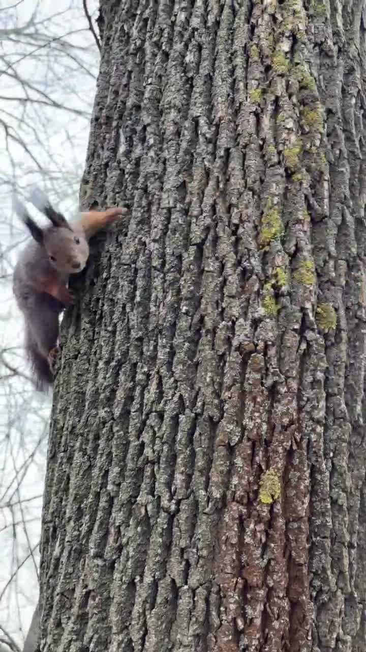 Утро на Елагином🐿️