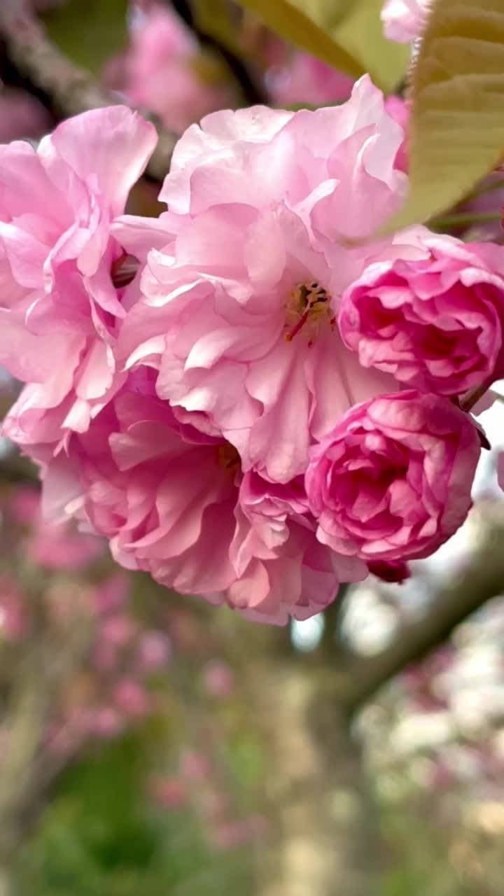 Черешневый сад 🌸🌸🌸
