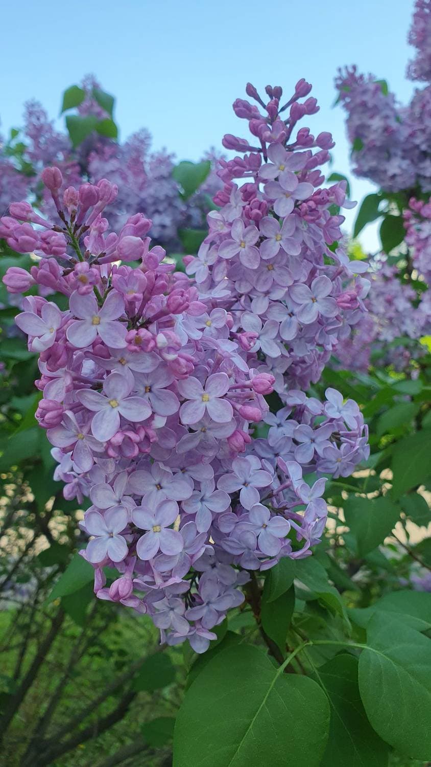 🌸