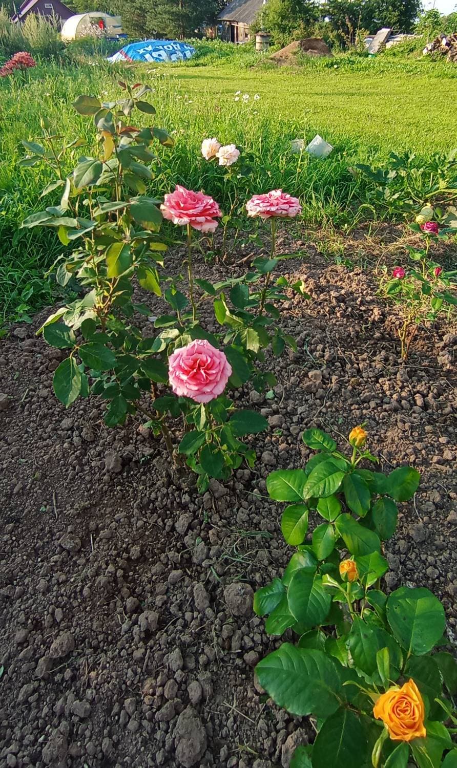 мой мини розовый сад 💕