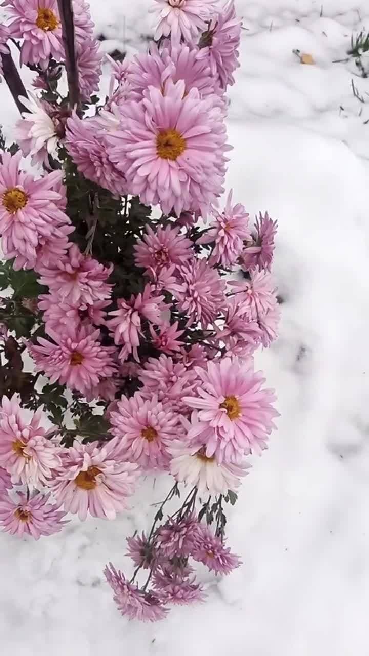 🌷❄️❄️❄️🥀