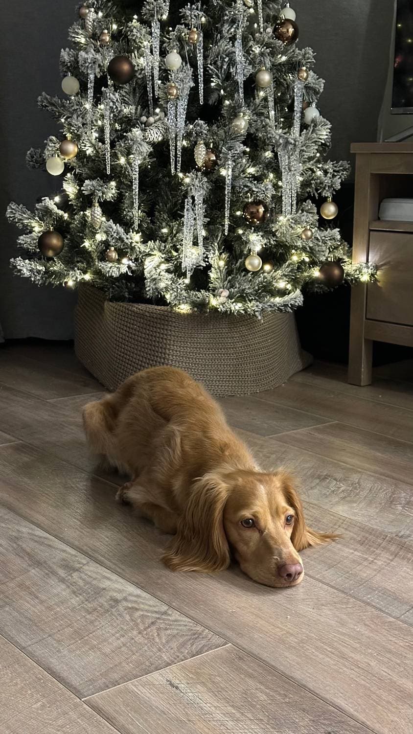 Нарядили ёлку 🎄