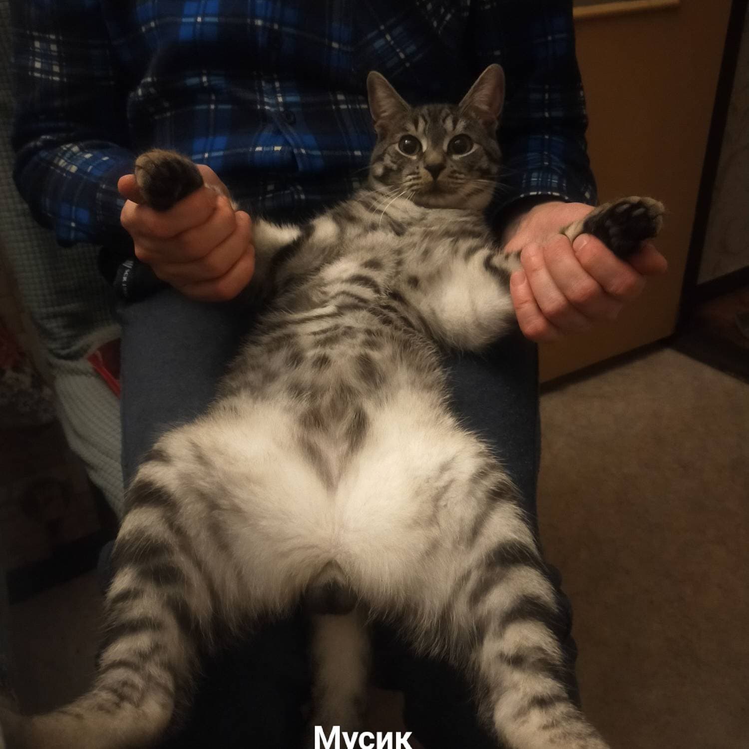 Котенок Мусик 😺😺😺
#котенок #мусик #домашниепитомцы #swapmap