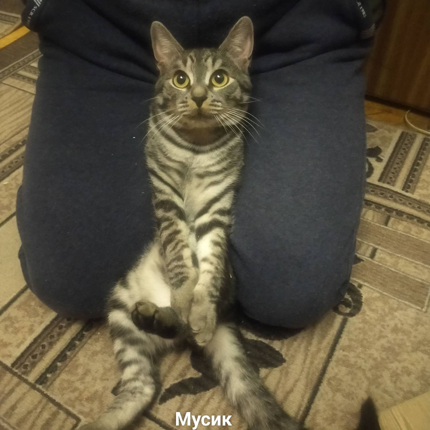 Котенок Мусик, Красавец Мужчина 😉

#котенок #мусик #домашниепитомцы #swapmap