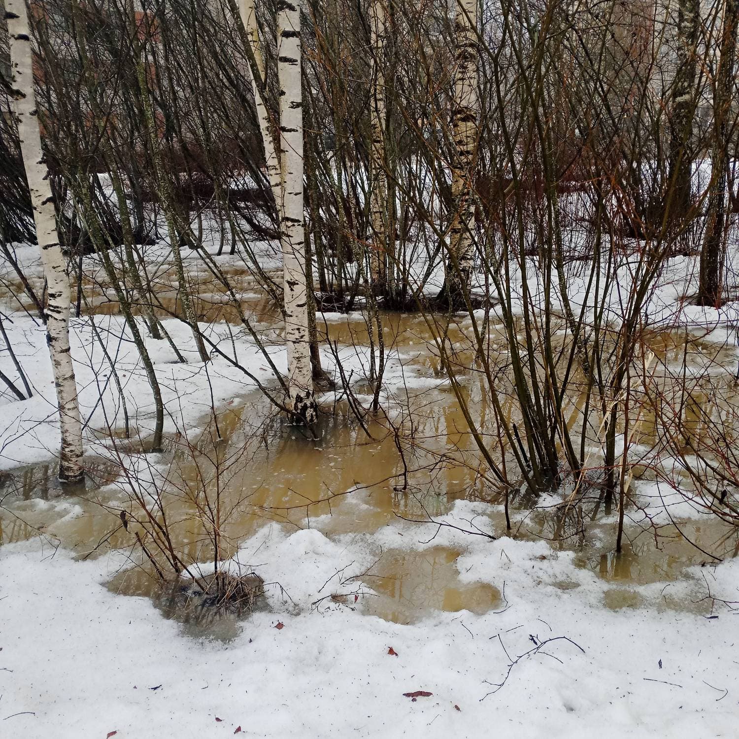 Весна ,поскорее бы весь снег ❄️ растаял 🌞
