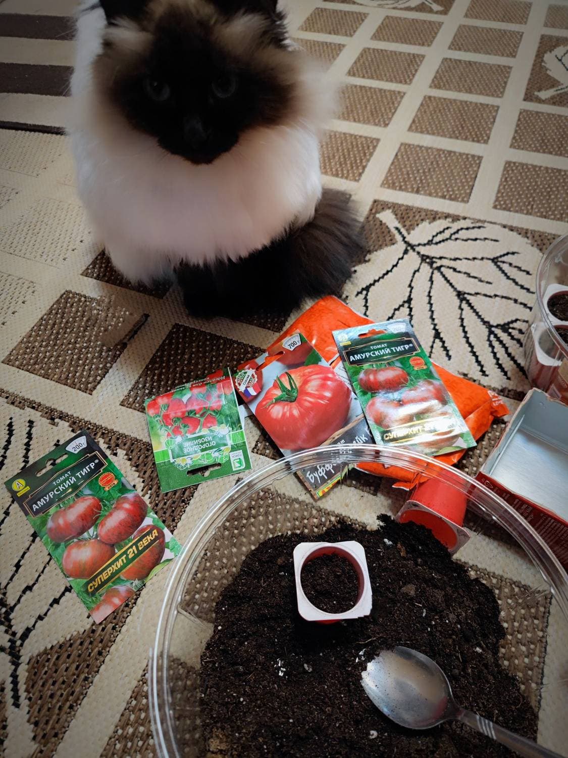 Вот и ещё неделя прошла.
🫑растим перчики дальше и посадили 🍅помидорки с Сонечкой😌
Сегодня ☀️👍😊