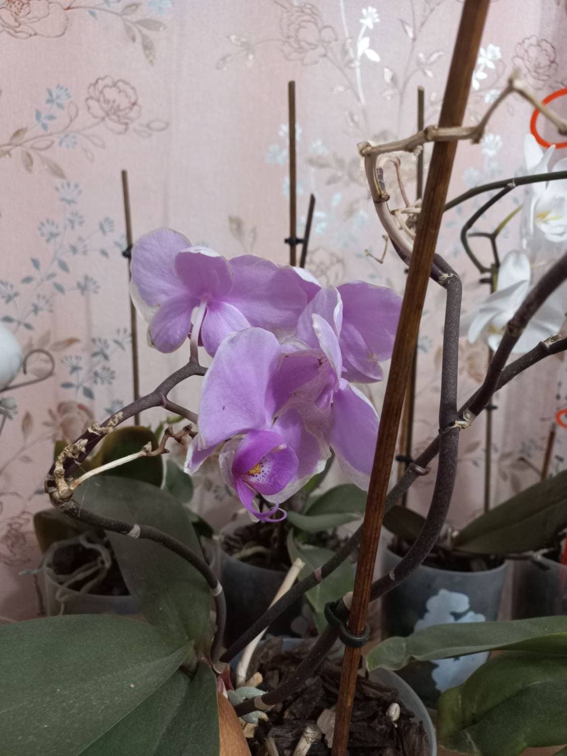 с праздником