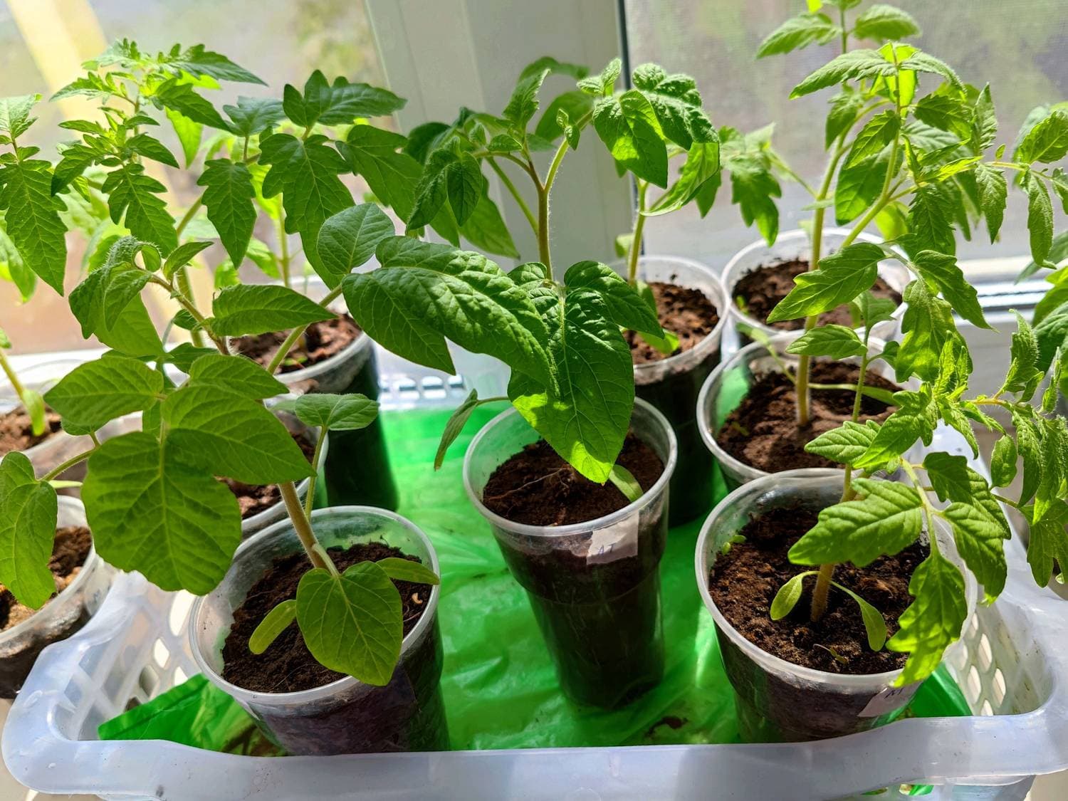 Помидорки 🍅ждут тепла, растут.
А на улице ураганный ветер +10 и обещают дождь. Дождь, конечно, нужен
 но так хочется просто хорошую погоду уже 😏