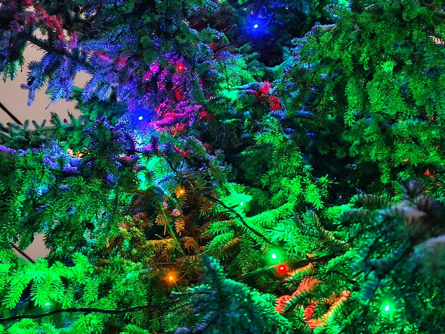 🎄❄️
