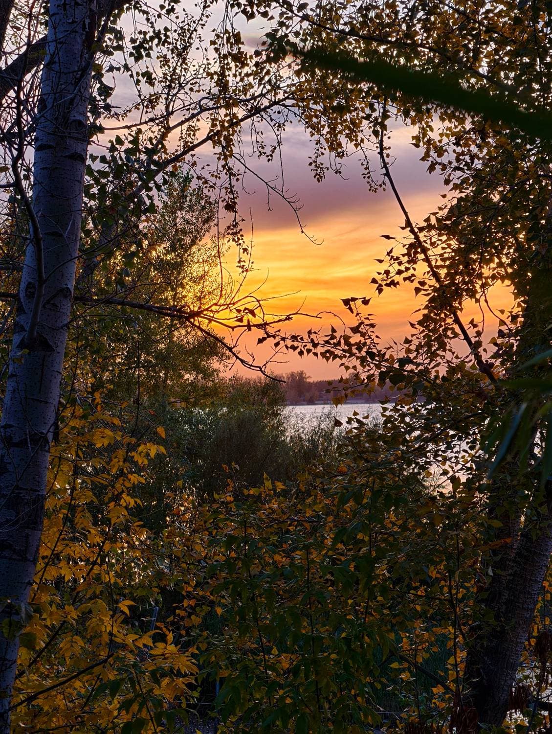 🍂