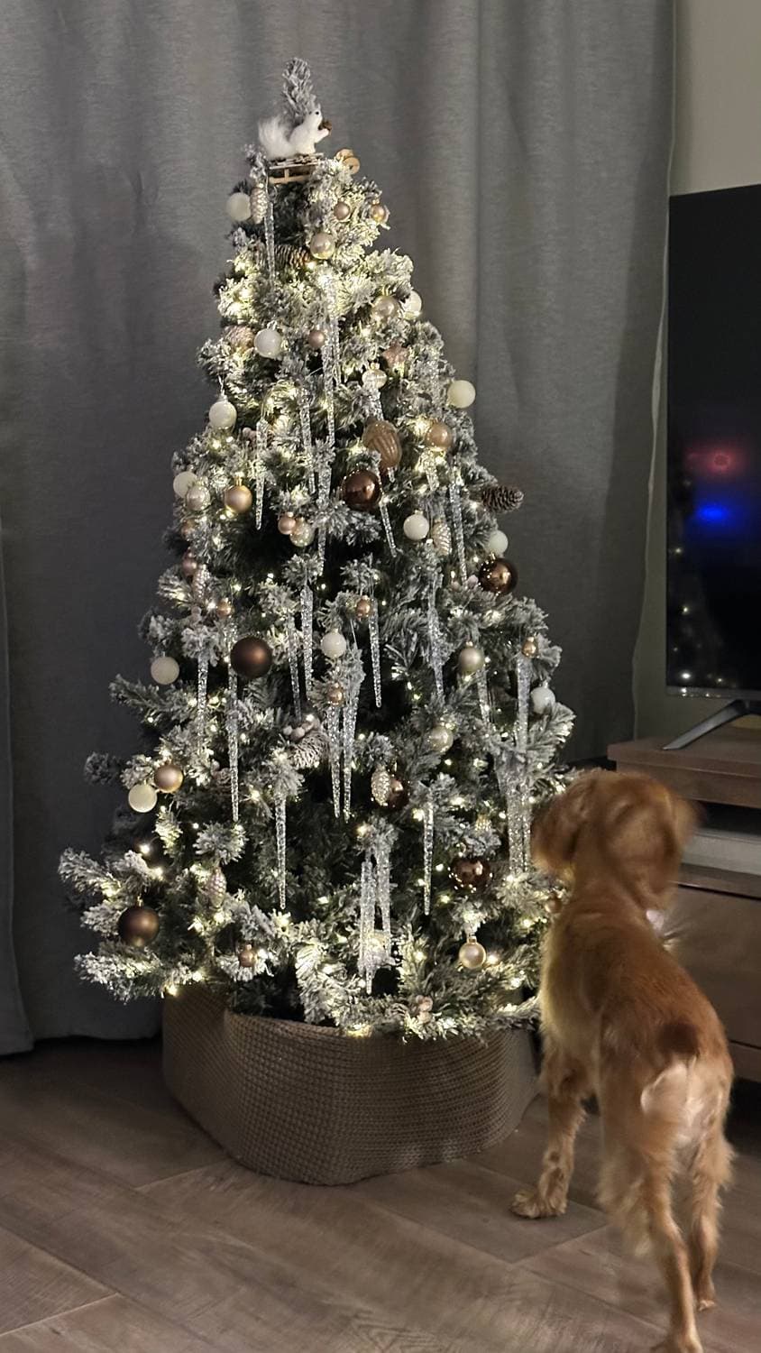 Нарядили ёлку 🎄