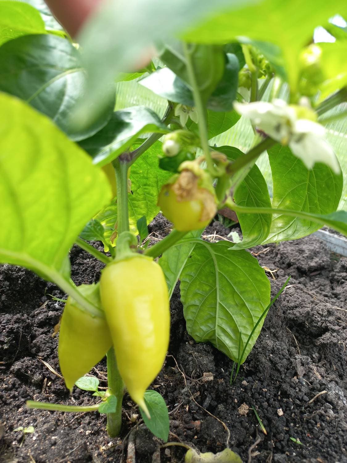 🌶