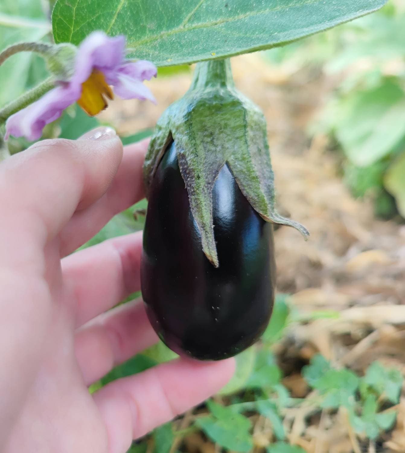 🍆