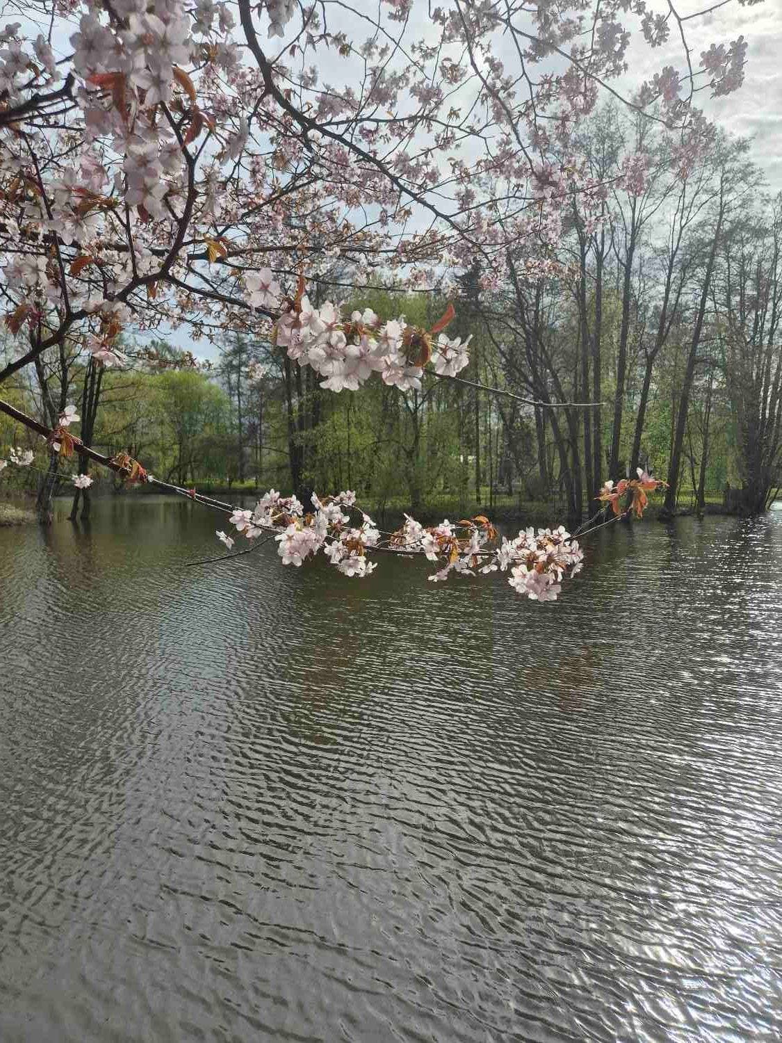 Весна 🌸🌸🌸