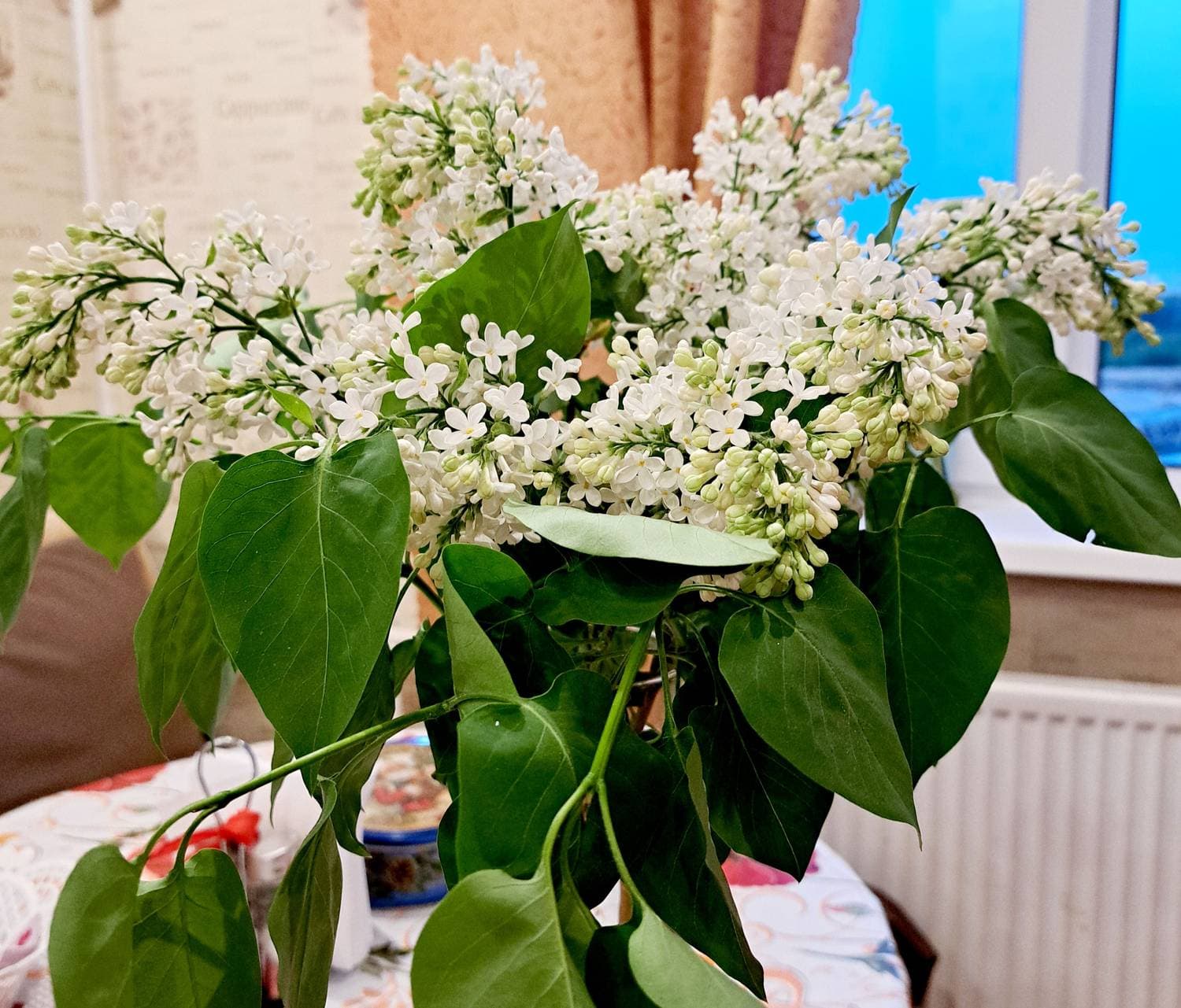 Белая сирень🤗 А запах 🥰