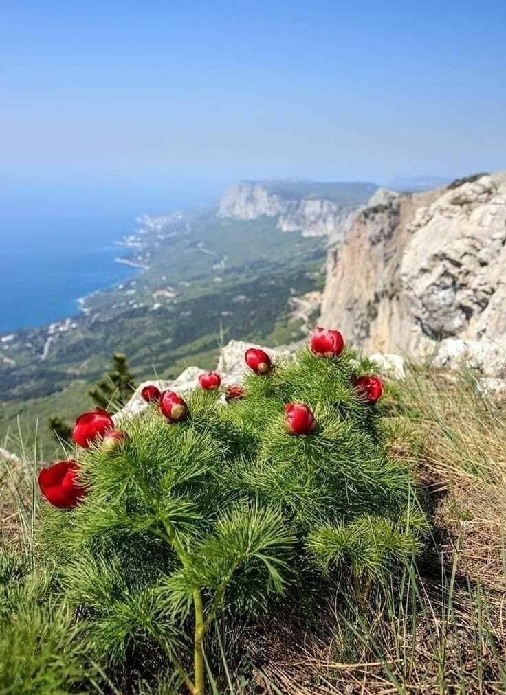 весна 💐