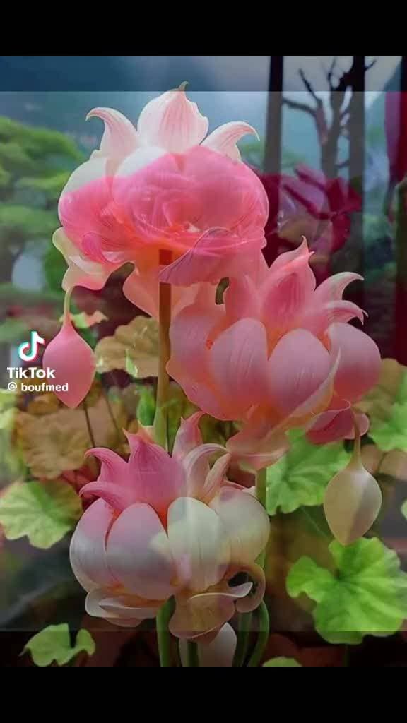 красота 💐