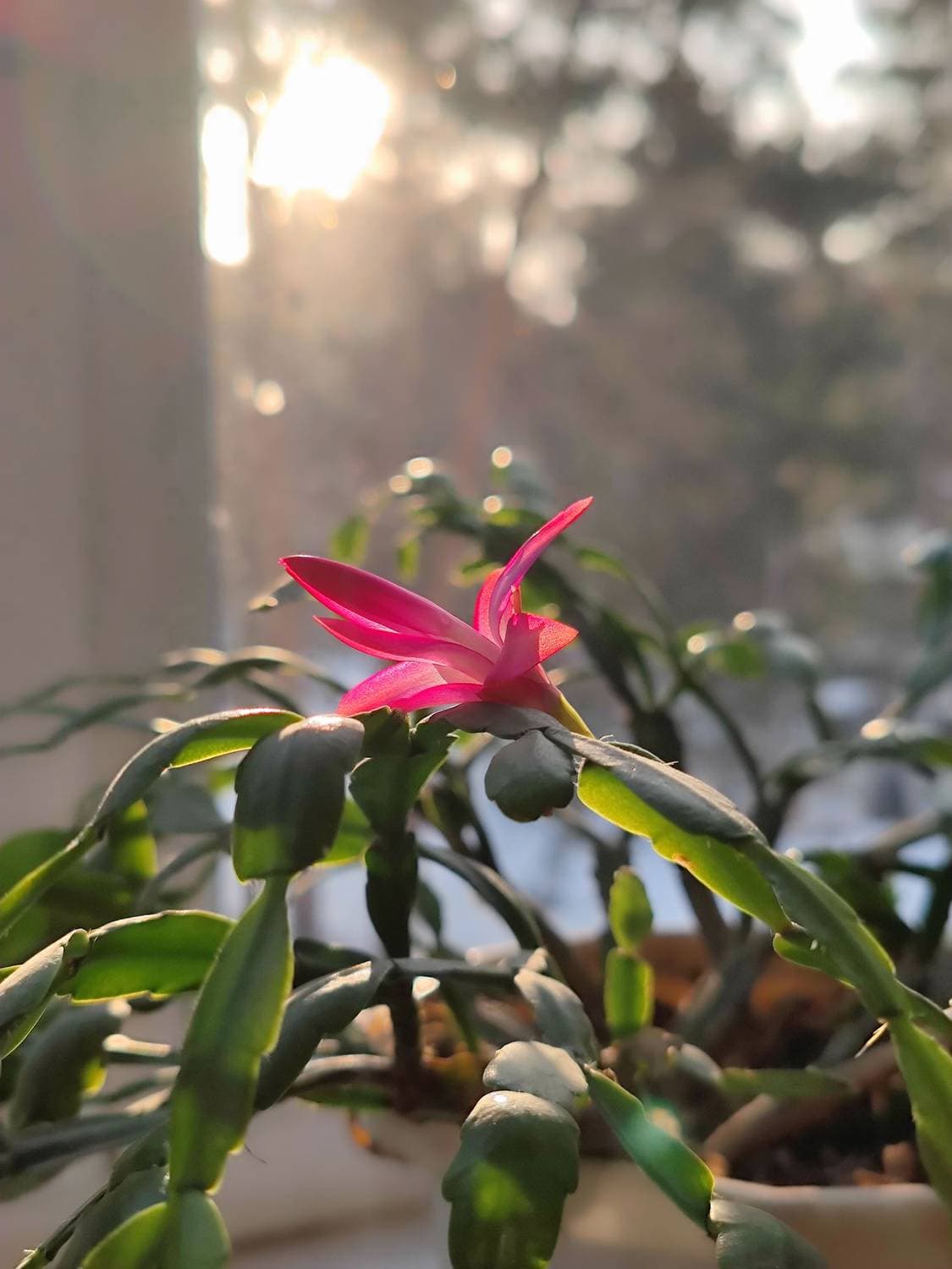 🌺☀️