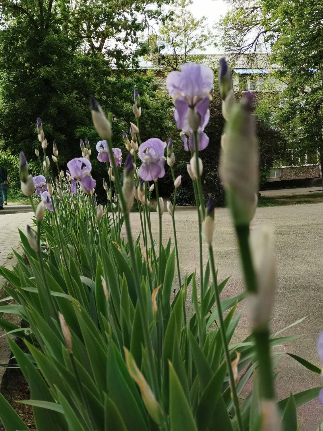 Доброго денёчка, любимые ❤️ Пока чинили Свапик и ничего не грузил ось, все успело отцвести😂😂😂 А мы решили переехать поближе к цивилизации и уже даже переехали. Сегодня сдадим хозяину дом и станем городскими жителями. Правда знакомые смеются, что Апшера от нашей деревни не далеко ушла. Но для меня даже в таком городе уже напряг оказаться. В смысле не на несколько часов, а в пчтиэтажке с соседями на посточнку. Посмотрим, смогу ли я пртжиться в городе снова🤔
