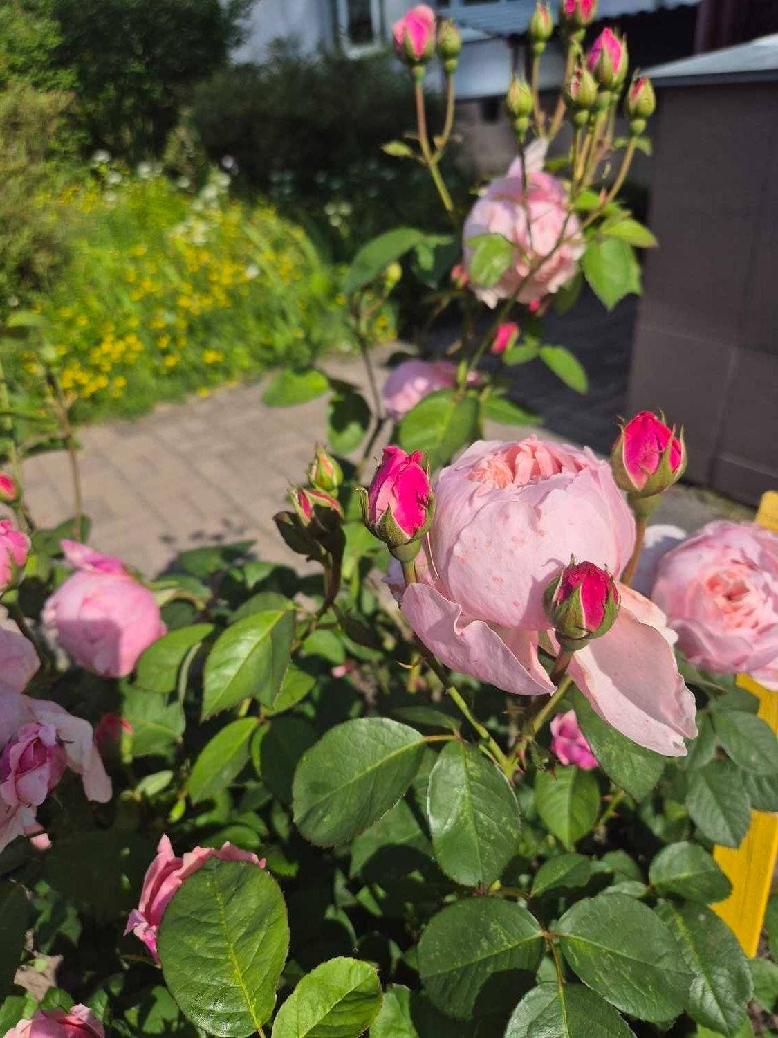 Красота в детском саду 🌸🌸🌸