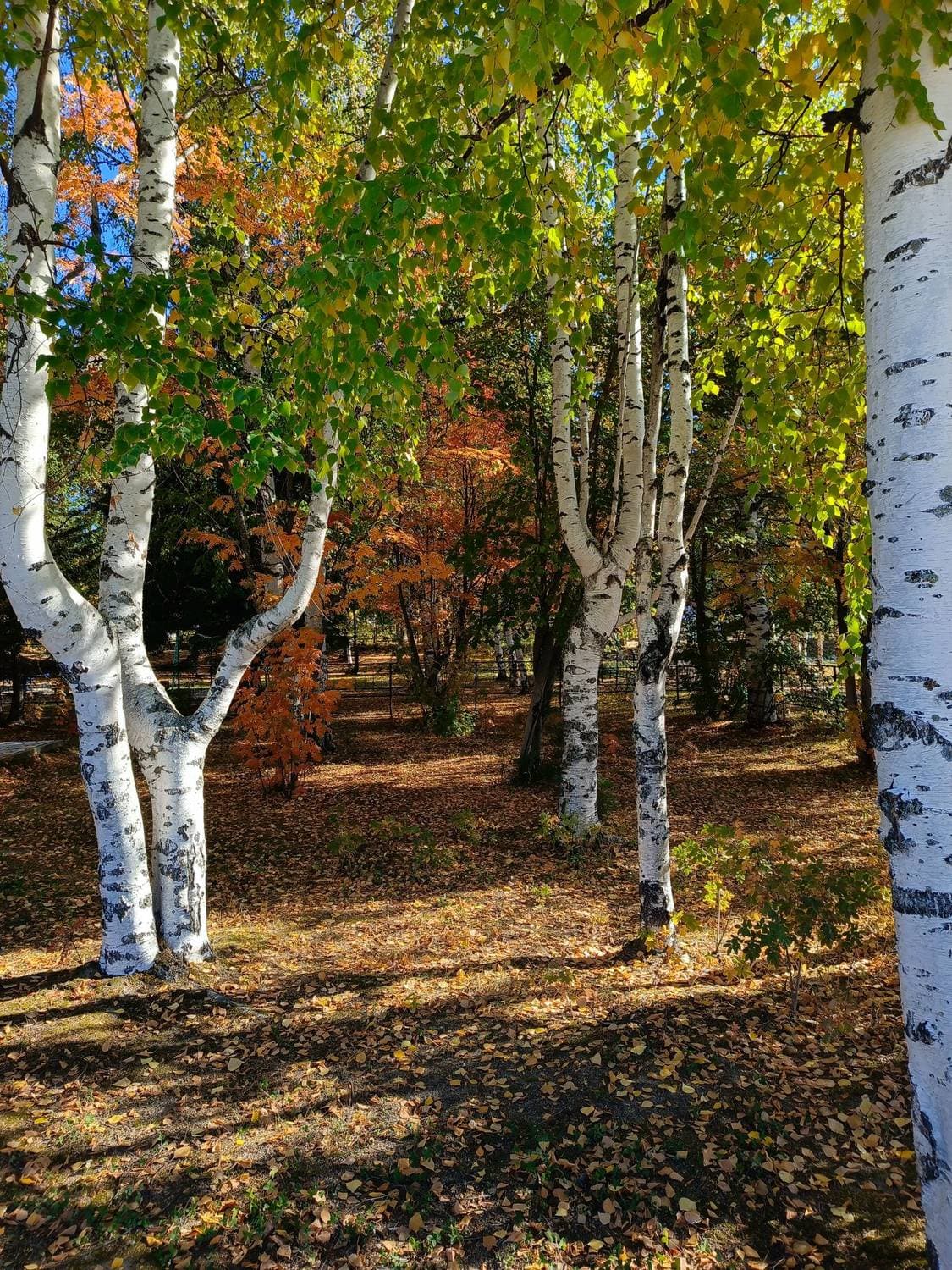 Осень 🍁🍁🍁