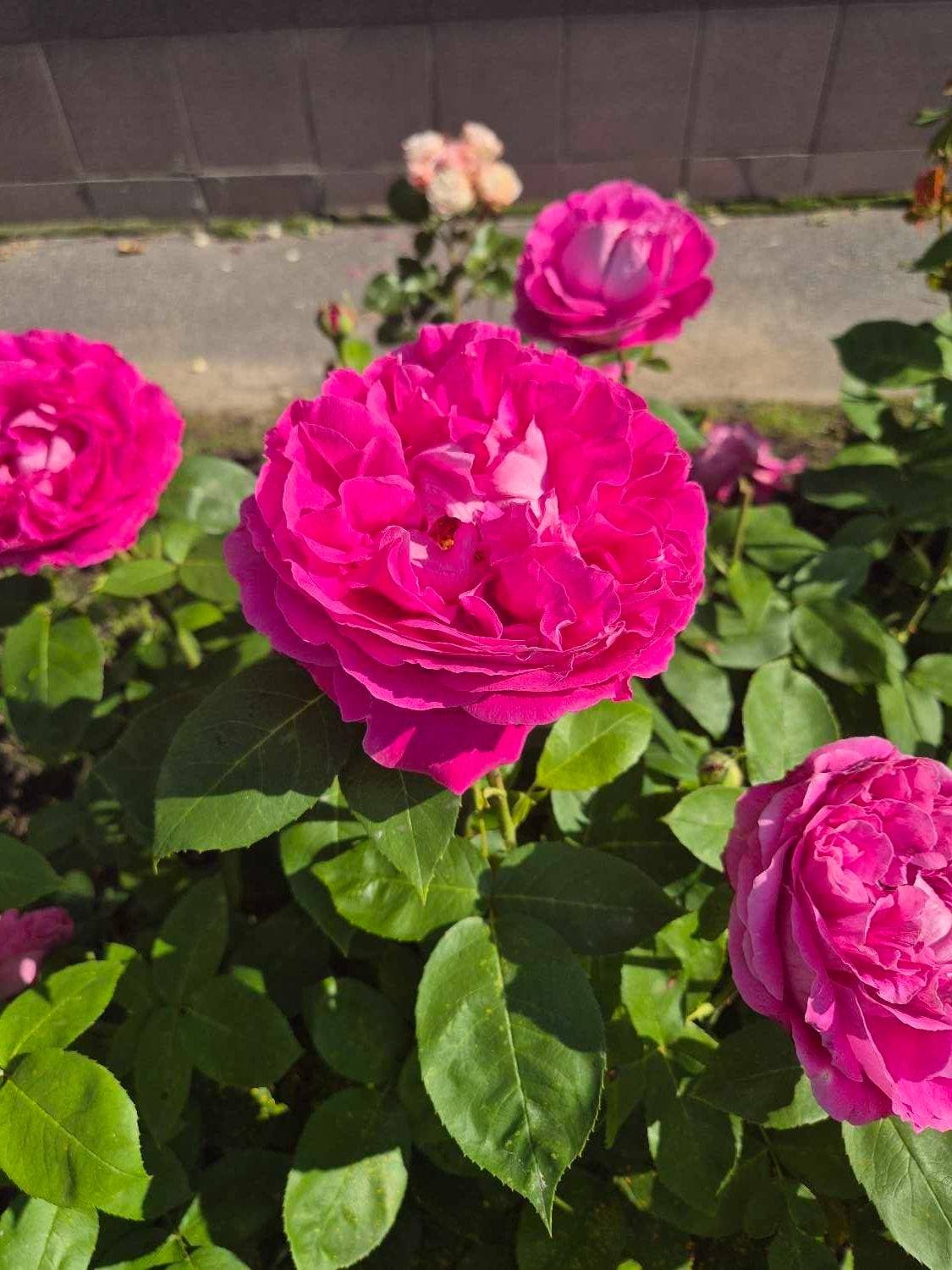 Красота в детском саду 🌸🌸🌸