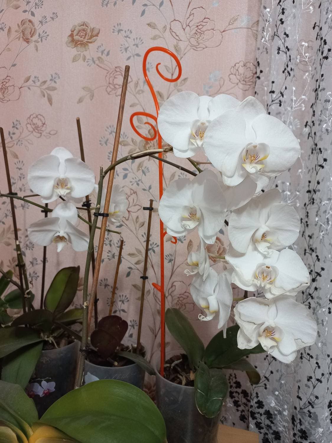 с праздником