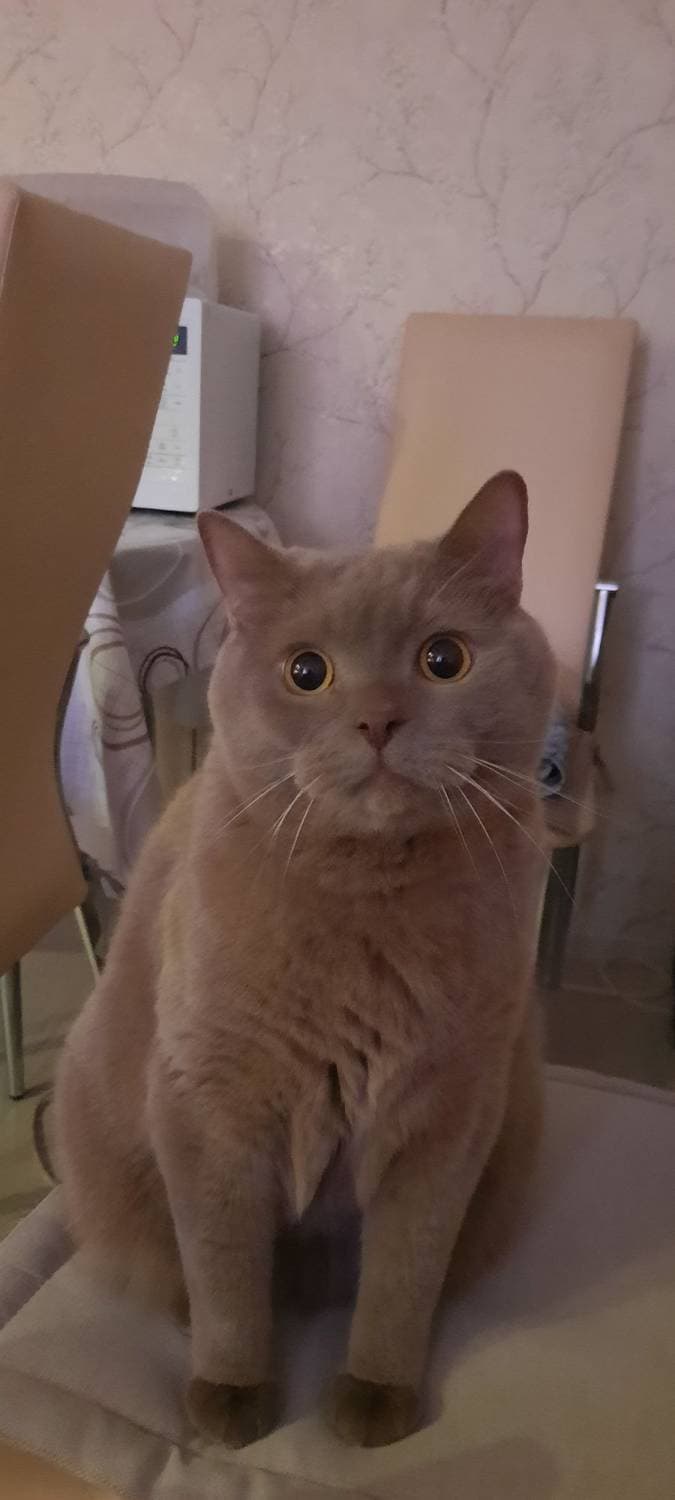 🐈‍⬛