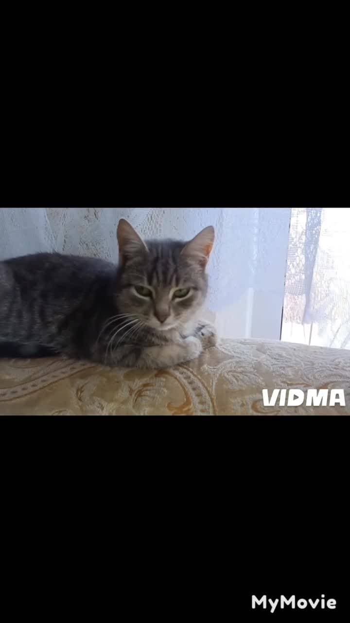 Были бездомные котейки, теперь Юна и Тишка живут с нами ❤️❤️❤️