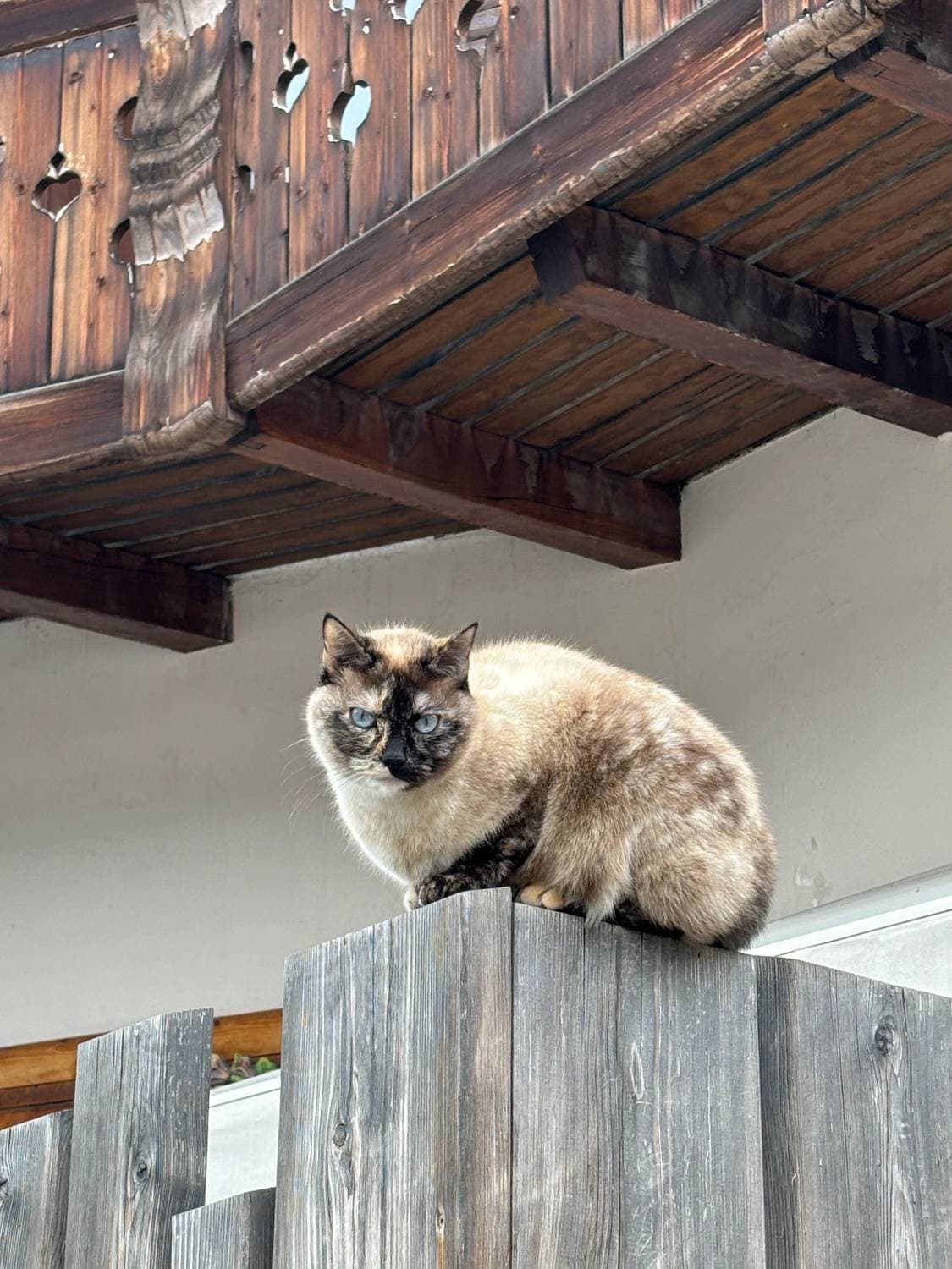 Коты там тоже обитают, но у нас в семье контакт больше налажен с собаками, как-то исторически так сложилось.