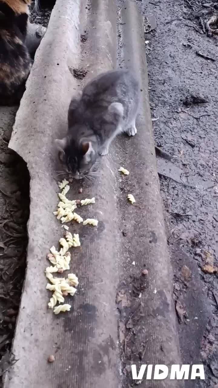 Нелюди хватит выбрасывать на улицу кошек 🥺 Стыд позор таким людям 👎8.01.2024